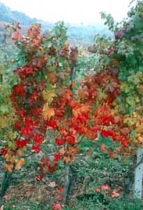 Photo of Dolcetto vine at Agriturismo Barbarossa.